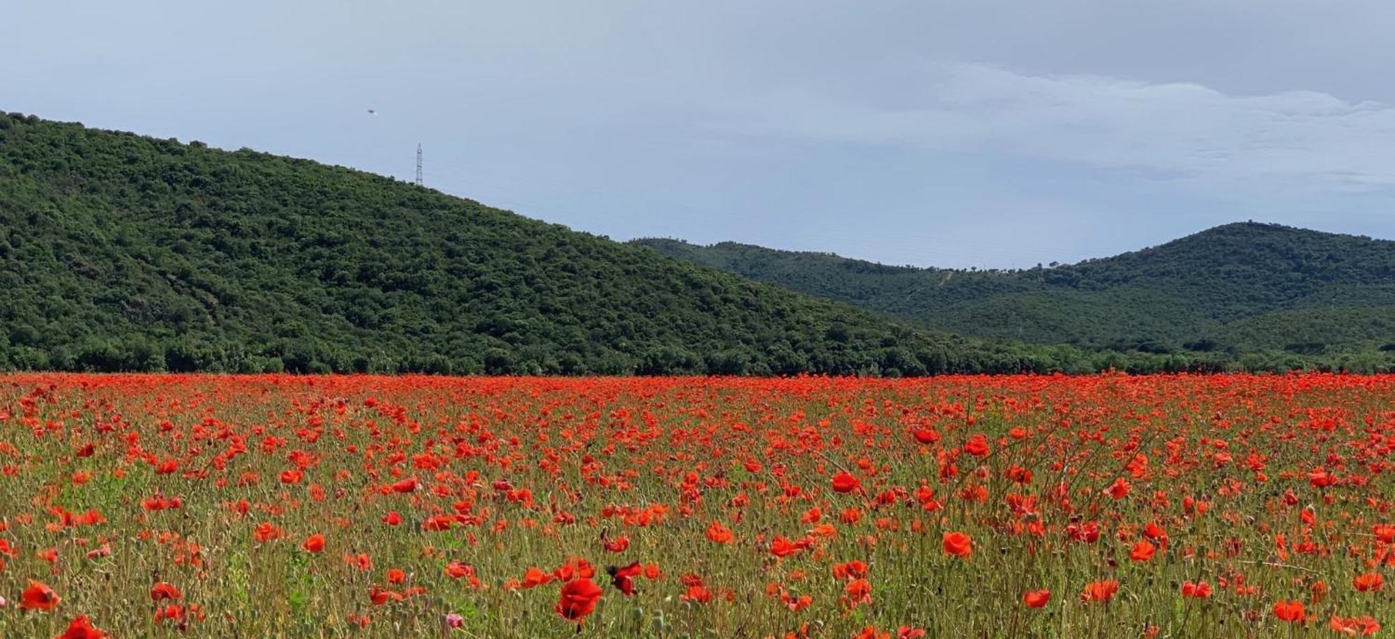 Apartmán La Cigale Varoise - Hyeres La Plage Exteriér fotografie